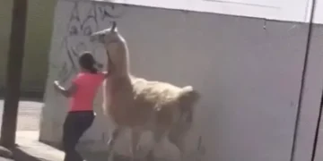 VIDEO | Mujer destaca en Querétaro por pasear con exótica mascota