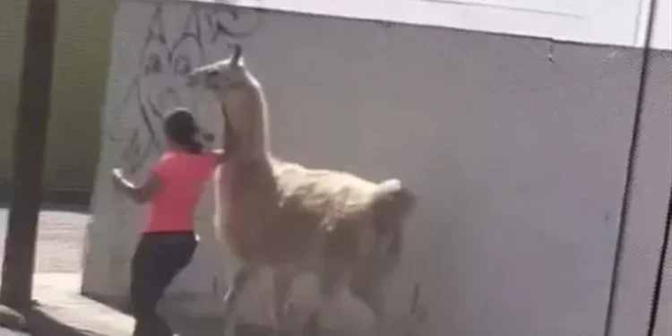 VIDEO | Mujer destaca en Querétaro por pasear con exótica mascota