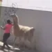 VIDEO | Mujer destaca en Querétaro por pasear con exótica mascota