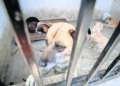 Sindicatura de SLP registra 24 casos de maltrato animal en lo que va del año