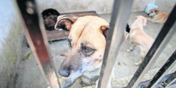 Sindicatura de SLP registra 24 casos de maltrato animal en lo que va del año