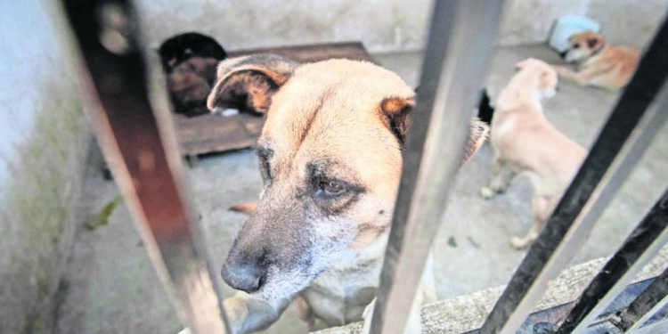 Sindicatura de SLP registra 24 casos de maltrato animal en lo que va del año