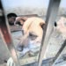 Sindicatura de SLP registra 24 casos de maltrato animal en lo que va del año