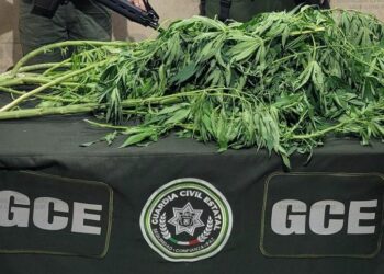 Encuentran planta de marihuana sembrada en Prados de San Vicente