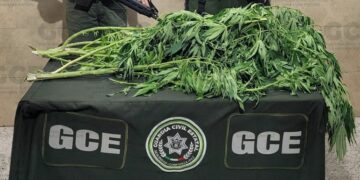 Encuentran planta de marihuana sembrada en Prados de San Vicente