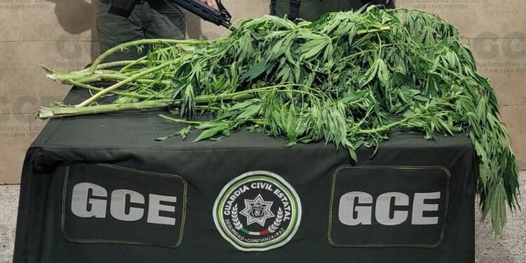 Encuentran planta de marihuana sembrada en Prados de San Vicente