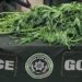 Encuentran planta de marihuana sembrada en Prados de San Vicente