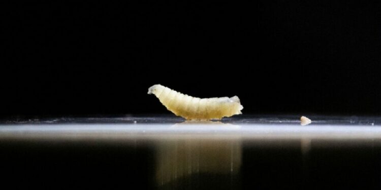EU confirma el primer caso de gusano barrenador en humanos