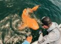 Extraño tiburón nodriza de color naranja sorprende a científicos y turistas en Costa Rica: qué sucedió con él