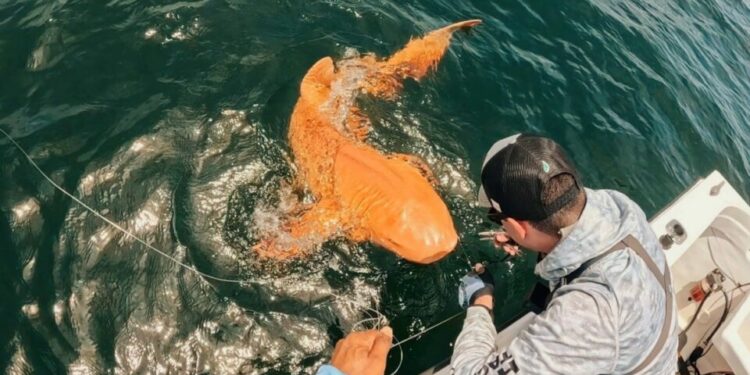 Extraño tiburón nodriza de color naranja sorprende a científicos y turistas en Costa Rica: qué sucedió con él