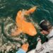 Extraño tiburón nodriza de color naranja sorprende a científicos y turistas en Costa Rica: qué sucedió con él