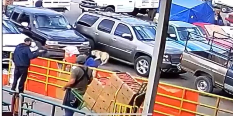 Mujer lanza agua hirviendo a perro en la Central de Abastos