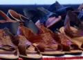 Adidas ofrece disculpa pública en Oaxaca por plagio de huaraches