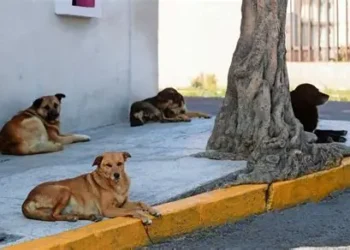 Reportan caso de envenenamiento de perros comunitarios en la Florida