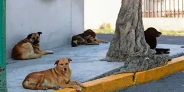 Reportan caso de envenenamiento de perros comunitarios en la Florida