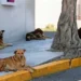Reportan caso de envenenamiento de perros comunitarios en la Florida
