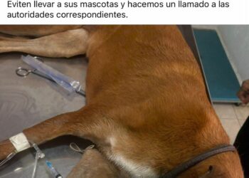 Denuncian otro caso de envenenamiento de perros en Sierra de San Miguelito
