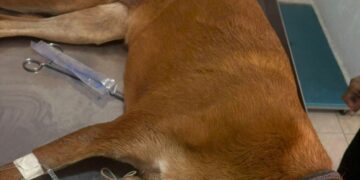 Denuncian otro caso de envenenamiento de perros en Sierra de San Miguelito