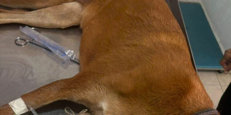 Denuncian otro caso de envenenamiento de perros en Sierra de San Miguelito