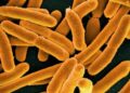 Suman 8 muertos por bacteria carnívora presente en mar de EU