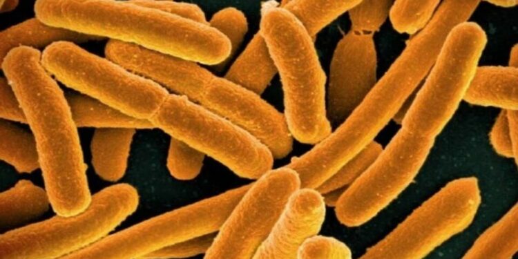 Suman 8 muertos por bacteria carnívora presente en mar de EU