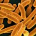 Suman 8 muertos por bacteria carnívora presente en mar de EU