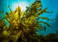 Detectan presencia de alga tóxica en las playas de Progreso, Yucatán