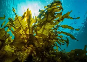 Detectan presencia de alga tóxica en las playas de Progreso, Yucatán
