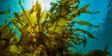 Detectan presencia de alga tóxica en las playas de Progreso, Yucatán