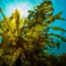 Detectan presencia de alga tóxica en las playas de Progreso, Yucatán