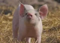 Realizan primer trasplante de pulmón de cerdo a humano