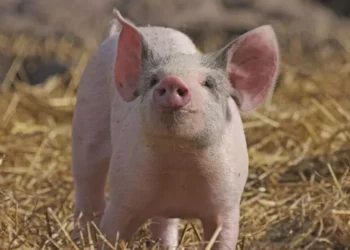 Realizan primer trasplante de pulmón de cerdo a humano