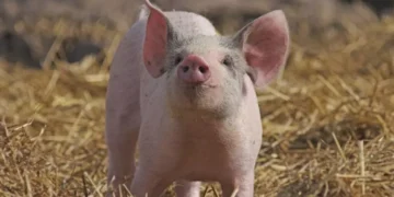 Realizan primer trasplante de pulmón de cerdo a humano