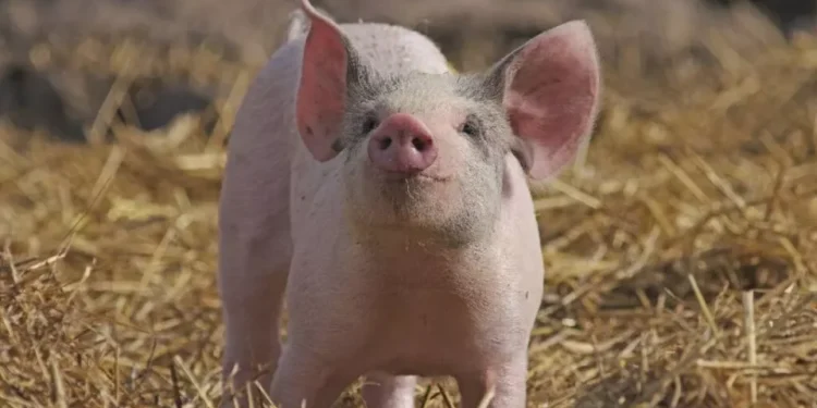 Realizan primer trasplante de pulmón de cerdo a humano