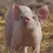 Realizan primer trasplante de pulmón de cerdo a humano