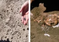 Científicos descubren nueva especie de ancestro de los humanos en África