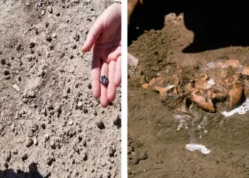Científicos descubren nueva especie de ancestro de los humanos en África