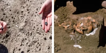 Científicos descubren nueva especie de ancestro de los humanos en África