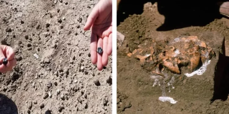 Científicos descubren nueva especie de ancestro de los humanos en África