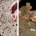 Científicos descubren nueva especie de ancestro de los humanos en África