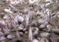 Científicos descubren un asombroso ecosistema en el océano profundo entre Rusia y Alaska