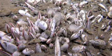 Científicos descubren un asombroso ecosistema en el océano profundo entre Rusia y Alaska