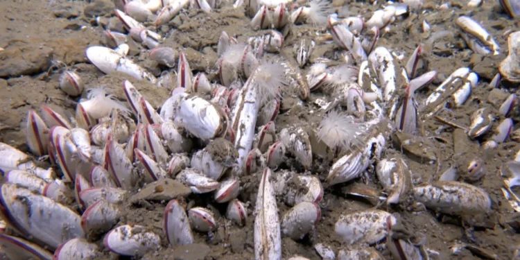 Científicos descubren un asombroso ecosistema en el océano profundo entre Rusia y Alaska