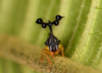 El magnetismo y la forma de unos insectos