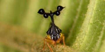 El magnetismo y la forma de unos insectos