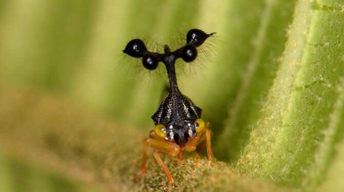 El magnetismo y la forma de unos insectos