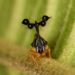 El magnetismo y la forma de unos insectos