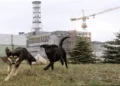 Perros de Chernóbil muestran alteraciones genéticas vinculadas a la radiación
