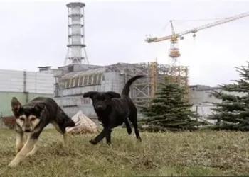 Perros de Chernóbil muestran alteraciones genéticas vinculadas a la radiación
