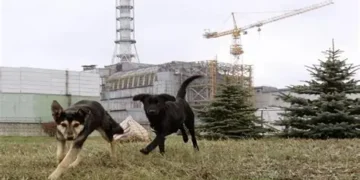 Perros de Chernóbil muestran alteraciones genéticas vinculadas a la radiación
